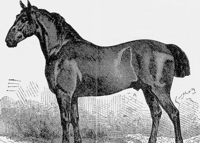 Yearling